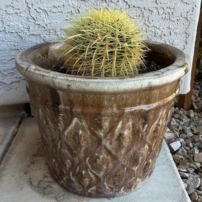 Barrel Cactus In Pot Lot Three