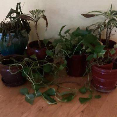 Live Plants In Pots