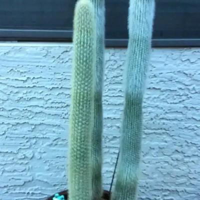 Three Tall "Old Man" Cacti In 11” Round Pot