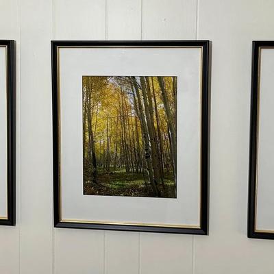 Birch Forest Framed Photographs (3)
