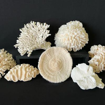 Stony Coral Pieces 