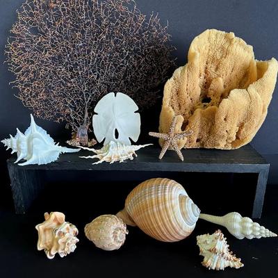 Sea Life Collectors Group 2