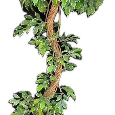 Large Ficus Tree In A Copper Pot