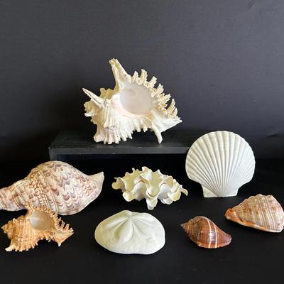 Seashell Collectors Group 1