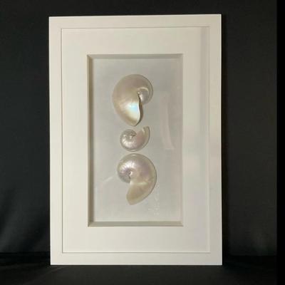 Indian Ocean Nautilus Shell Shadowbox Art