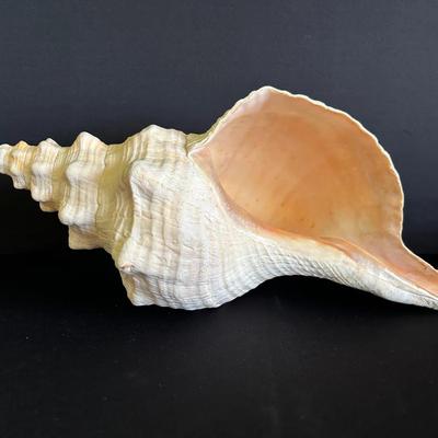 Large Horse Conch Shell 