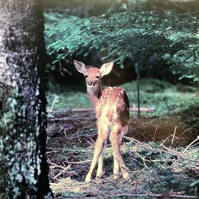 Sale Photo Thumbnail #219