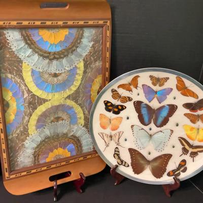 Butterfly Taxidermy Display Plate and Decorative Tray