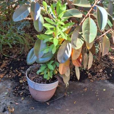 Sale Photo Thumbnail #17