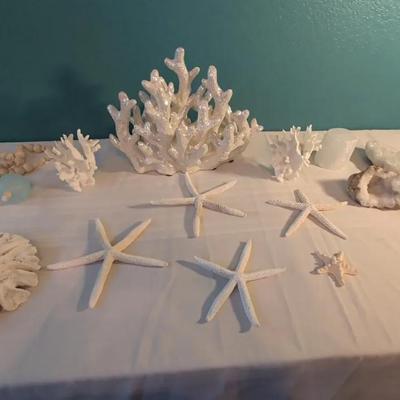 Land & Sea: Starfish, Coral, Geodes, Crystals & More