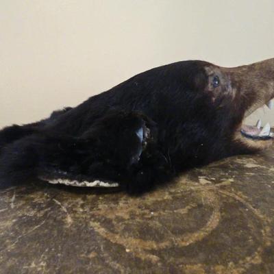 Small Bear Head Taxidermy