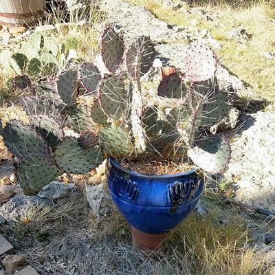Cactus In Ceramic And Terra Cotta Pot