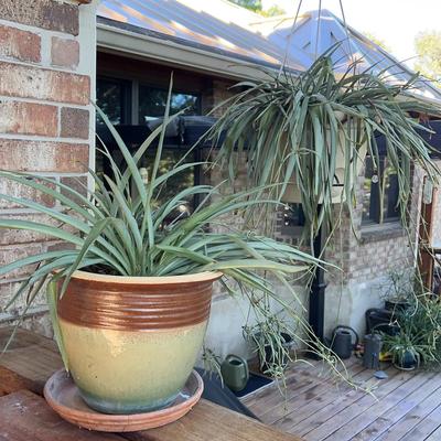 Spider Plants In Ceramic Pot And Hanging Pot 