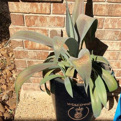 Thorn Crested Agave Plant In Medium Size Ceramic Pot