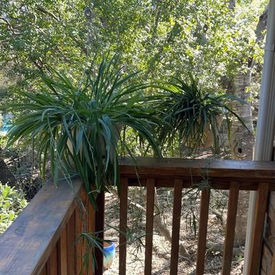 Hanging Pots With Spider Plants - Set Of 2