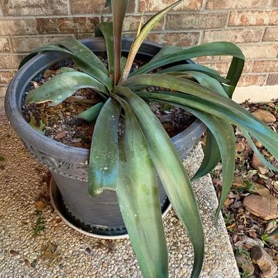 Thorn Crested Agave Plant In Large Plastic Pot