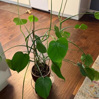 Sale Photo Thumbnail #8