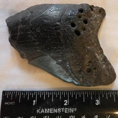 EAT351 - Fossilized Shark's Tooth 