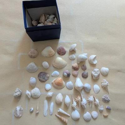 EAT217- Natural Sea Shell Collection