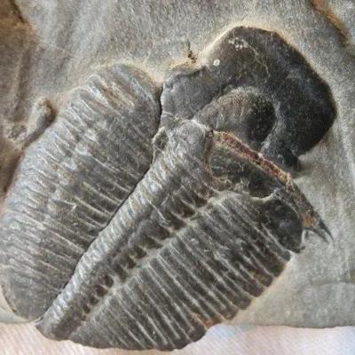 EAT348 - Trilobite Fossil