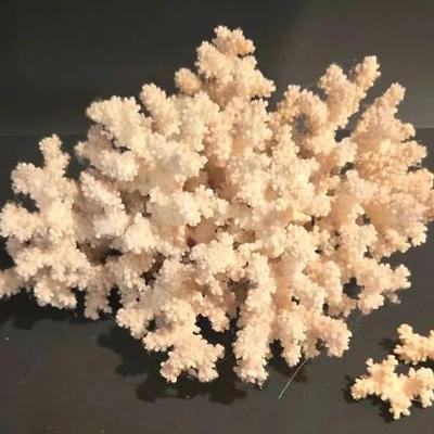 Specimen of White Coral, Likely From The Genus Acropora or Pocillopora.