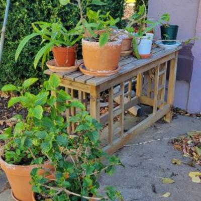 Sale Photo Thumbnail #460: Potted Plants