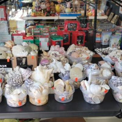 Sale Photo Thumbnail #327: Seashells