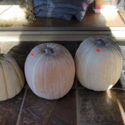 Sale Photo Thumbnail #329: Pumpkin Decor