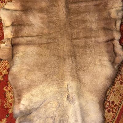 Large Animal Hide