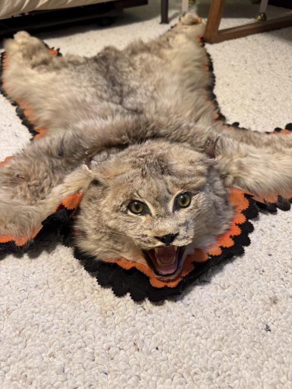 Sale Photo Thumbnail #4: Taxidermy 