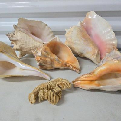 Sea shells