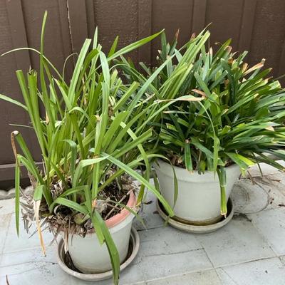  Cymbidium Orchid & Clivia Plants
