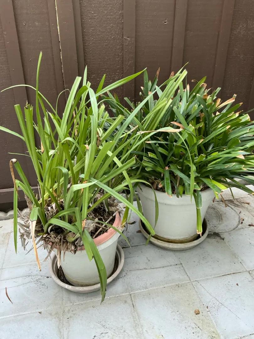  Cymbidium Orchid & Clivia Plants