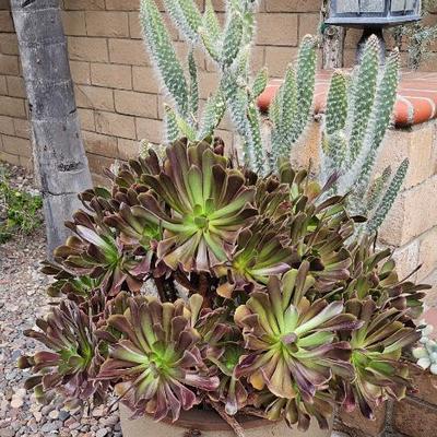 Many large potted plants 