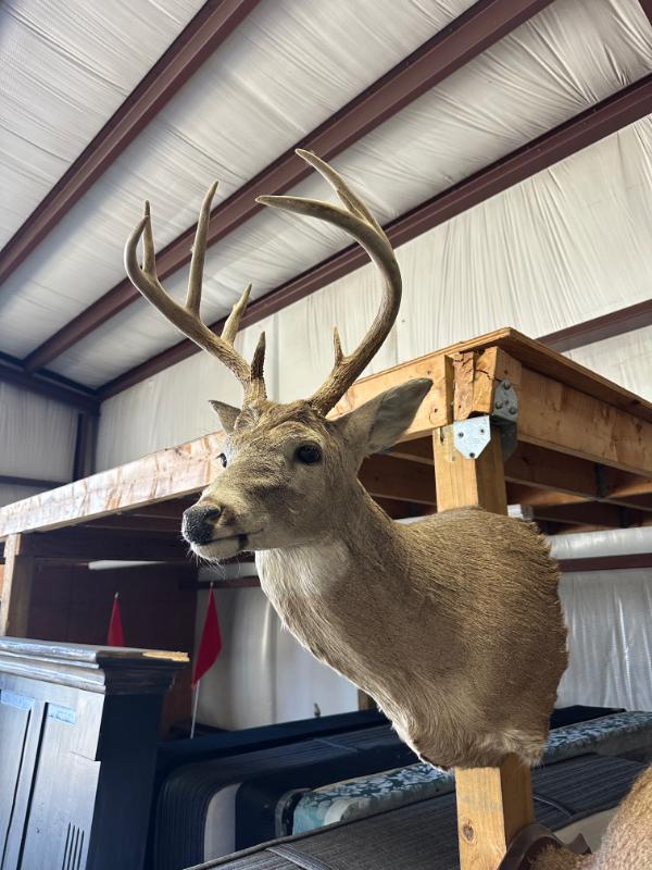 Sale Photo Thumbnail #542