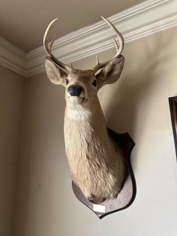 Sale Photo Thumbnail #24