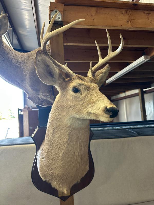 Sale Photo Thumbnail #541