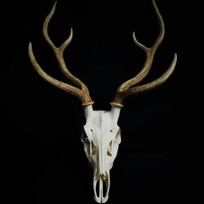 Stunning Sika Deer European Mount With Towering Antlers (Cervus nippon)