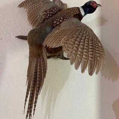 Pheasant Mount 