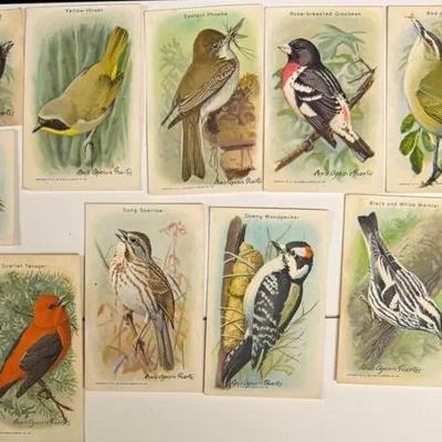 Birds of America 9th Series Card Set J-9 Canada 15 Cards Church & Dwight