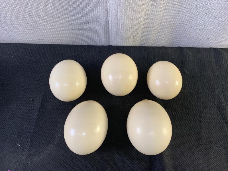 Sale Photo Thumbnail #40