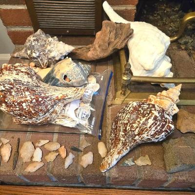 Antique Arrowheads, Seashells & Rocks