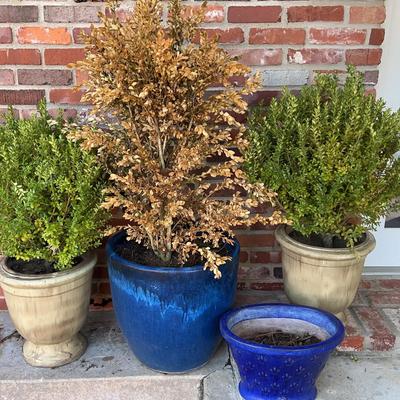 Set of 4 Ceramic Pots – 2 Boxwoods, 1 with Dead Shrub & 1 Small Empty Pot
