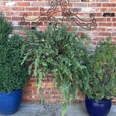 Outdoor Garden Set – 2 Boxwood Shrubs in Blue Ceramic Pots, Fern in Metal Stand & Metal Wall Art