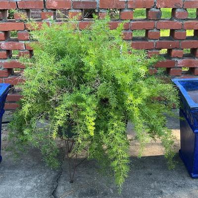 Two Large Ceramic Pots, Wrought iron Plant Holder With 2 Ferns