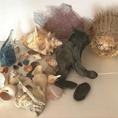 Seashells, Pufferfish, Conch, Fossils, And More