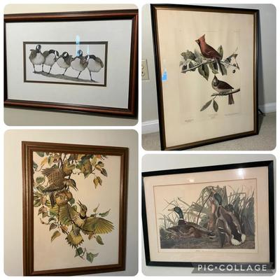 Audubon & More Bird Prints