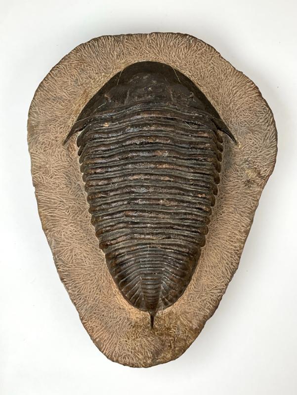 Sale Photo Thumbnail #13