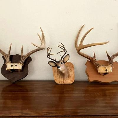 Small Mounted Antlers
