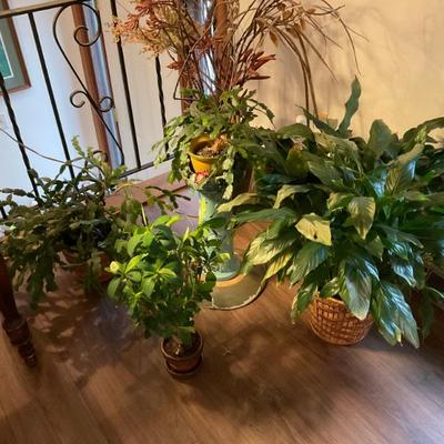 Sale Photo Thumbnail #96: Live Plants
